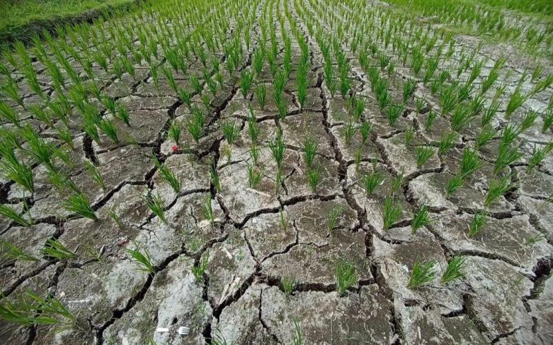 Ratusan Hektar Sawah Di Penarungan Mengalami Kekeringan | Bali Tribune